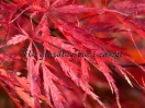 Acer palmatum "Inaba shidare"