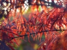 Acer palmatum "Inaba shidare"