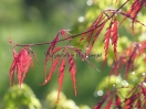 Acer palmatum "Inaba shidare"