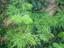 Acer japonicum "Fairy light"