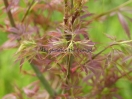 Acer palmatum "Jerre Schwartz"