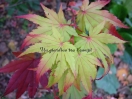 Acer shirasawanum "Jordan"