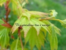 Acer shirasawanum "Jordan"