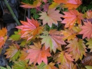 Acer shirasawanum "Jordan"