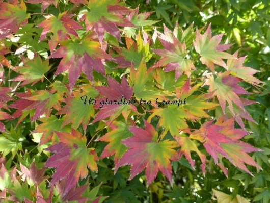 Acer shirasawanum "Jordan"