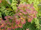 Acer shirasawanum "Jordan"