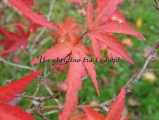 Acer palmatum "Kamagata"