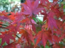 Acer palmatum "Karasu gawa"