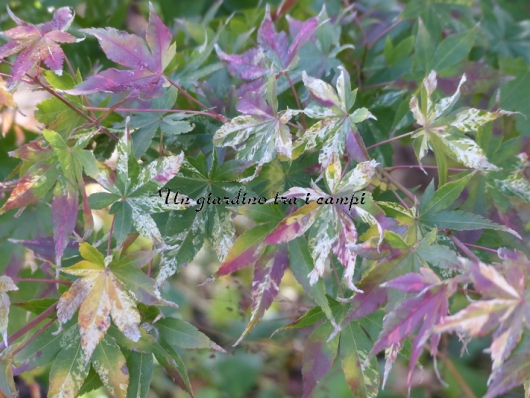 Acer palmatum "Karasu gawa"