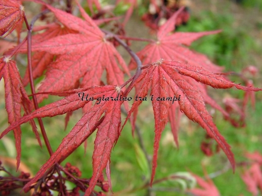 Acer palmatum "Kasagi yama"