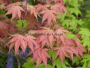 Acer palmatum "Kasagi yama"