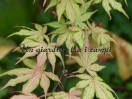 Acer palmatum "Kasagi yama"