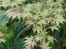 Acer palmatum "Kasagi yama"