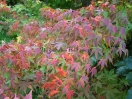 Acer palmatum "Katsura"