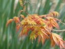 Acer palmatum "Katsura"