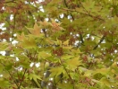 Acer palmatum "Kihachijoh"