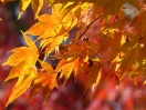 Acer palmatum "Kihachijoh"