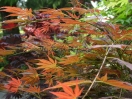 Acer palmatum "Kinran"