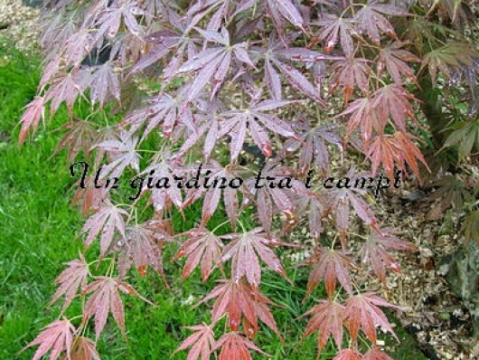 Acer palmatum "Kinran"
