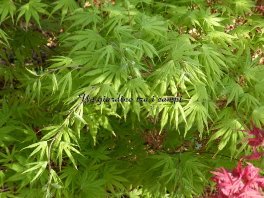 Acer palmatum "Kishuzan"