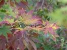 Acer palmatum "Kishuzan"