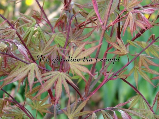 Acer palmatum "Kitose yama"