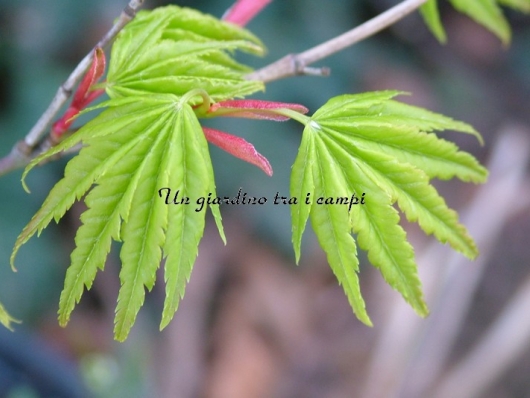 Acer palmatum "Ko shibori nishiki"