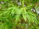 Acer palmatum "Hagoromo"