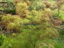 Acer palmatum "Koto no ito"