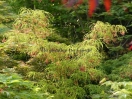 Acer palmatum "Koto no ito"