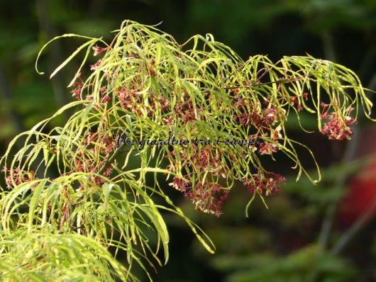 Acer palmatum "Koto no ito"