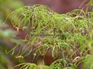 Acer palmatum "Koto no ito"