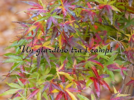 Acer palmatum "Kohya san"