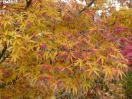 Acer palmatum "Kohya san"