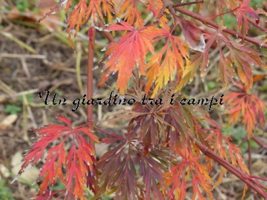 Acer japonicum "Kujaku Bato"