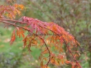 Acer japonicum "Kujaku Bato"