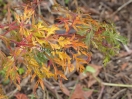 Acer japonicum "Kujaku Bato"