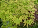 Acer palmatum "Kurabu yama"