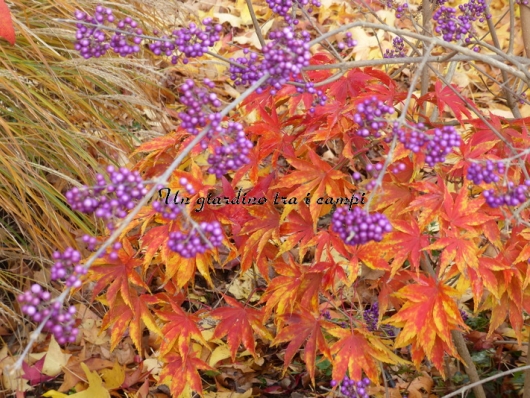 Acer palmatum "Kurabu yama"