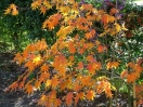 Acer palmatum "Kurabu yama"