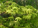 Acer palmatum "Kurabu yama"