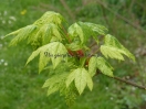 Acer pseudoplatanus "Leopoldii"