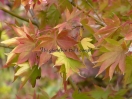 Acer palmatum "Lutescens"