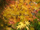 Acer palmatum "Lutescens"