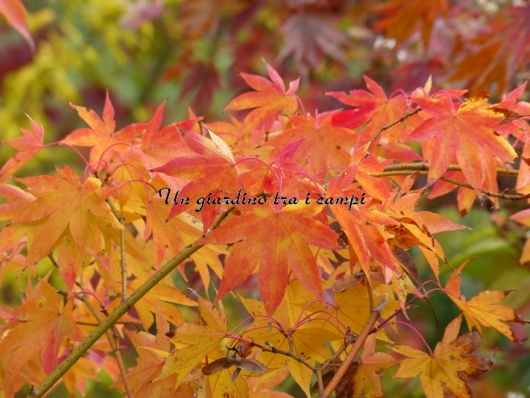 Acer palmatum "Lutescens"