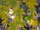 Acer palmatum "Lutescens"