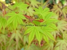 Acer palmatum "Maiko"