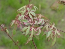 Acer palmatum "Marlo"