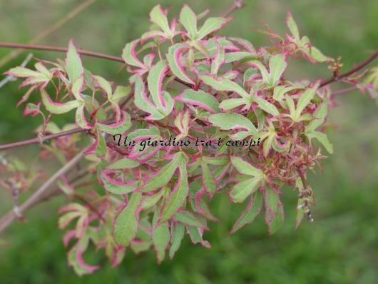 Acer palmatum "Marlo"