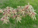 Acer palmatum "Marlo"